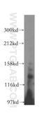 Signal Peptide, CUB Domain And EGF Like Domain Containing 3 antibody, 16773-1-AP, Proteintech Group, Western Blot image 