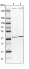 Sorting Nexin 11 antibody, NBP1-85825, Novus Biologicals, Western Blot image 