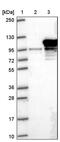 Exosome Component 10 antibody, PA5-55873, Invitrogen Antibodies, Western Blot image 