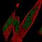 Transcription Factor 7 Like 1 antibody, NBP2-56055, Novus Biologicals, Immunofluorescence image 