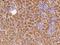 Irisin antibody, 106683-T08, Sino Biological, Immunohistochemistry paraffin image 