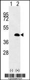 LUC7 Like antibody, 56-278, ProSci, Western Blot image 