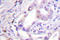 Cell Division Cycle 6 antibody, LS-C175951, Lifespan Biosciences, Immunohistochemistry frozen image 