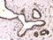 Tubulin Beta 3 Class III antibody, PA5-80198, Invitrogen Antibodies, Immunohistochemistry frozen image 