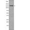 Interleukin 6 Signal Transducer antibody, PA5-64501, Invitrogen Antibodies, Western Blot image 