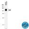 Polymeric Immunoglobulin Receptor antibody, MAB2717, R&D Systems, Western Blot image 