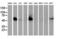 p53 antibody, LS-C172955, Lifespan Biosciences, Western Blot image 