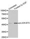 Jun Proto-Oncogene, AP-1 Transcription Factor Subunit antibody, MBS128451, MyBioSource, Western Blot image 