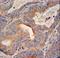 Galactosidase Beta 1 Like 2 antibody, LS-C166495, Lifespan Biosciences, Immunohistochemistry paraffin image 