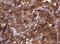 Cell Division Cycle 123 antibody, LS-C787778, Lifespan Biosciences, Immunohistochemistry paraffin image 