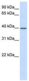Transcription Elongation Factor A3 antibody, TA342422, Origene, Western Blot image 