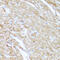 Adenylate Kinase 1 antibody, 15-002, ProSci, Immunohistochemistry paraffin image 