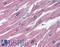 Osteoprotegerin antibody, LS-B2078, Lifespan Biosciences, Immunohistochemistry frozen image 