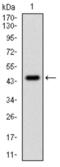 Protein Phosphatase 1 Catalytic Subunit Alpha antibody, abx011880, Abbexa, Western Blot image 