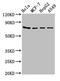 Heat Shock Protein Family A (Hsp70) Member 5 antibody, LS-C211271, Lifespan Biosciences, Western Blot image 