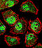 Kruppel Like Factor 9 antibody, 58-354, ProSci, Immunofluorescence image 