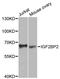 Insulin Like Growth Factor 2 MRNA Binding Protein 2 antibody, MBS127880, MyBioSource, Western Blot image 