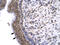 General Transcription Factor IIF Subunit 2 antibody, 27-345, ProSci, Immunohistochemistry frozen image 