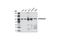 Eukaryotic translation initiation factor 4 gamma 2 antibody, 3468S, Cell Signaling Technology, Western Blot image 