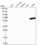 UTP3 Small Subunit Processome Component antibody, NBP2-58960, Novus Biologicals, Western Blot image 