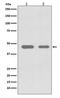Cell Division Cycle 37 antibody, M02169, Boster Biological Technology, Western Blot image 