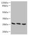 DnaJ Heat Shock Protein Family (Hsp40) Member B8 antibody, CSB-PA836779LA01HU, Cusabio, Western Blot image 