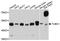 Tubulin Gamma 1 antibody, STJ29389, St John