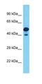 Protein Kinase CAMP-Activated Catalytic Subunit Gamma antibody, orb331419, Biorbyt, Western Blot image 
