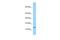 LOC100359563 antibody, PA5-70195, Invitrogen Antibodies, Western Blot image 