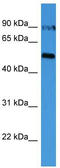 Oviductin antibody, TA342878, Origene, Western Blot image 