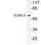 TLCN antibody, LS-C176493, Lifespan Biosciences, Western Blot image 