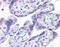 Syndecan 1 antibody, 51-347, ProSci, Immunohistochemistry frozen image 