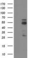 Cytochrome P450 2C9 antibody, NBP2-01397, Novus Biologicals, Western Blot image 