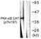 Protein Kinase CAMP-Activated Catalytic Subunit Alpha antibody, LS-C199444, Lifespan Biosciences, Western Blot image 
