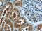 Parkinsonism Associated Deglycase antibody, 11681-1-AP, Proteintech Group, Immunohistochemistry frozen image 