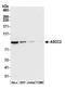 Activating Signal Cointegrator 1 Complex Subunit 2 antibody, A304-020A, Bethyl Labs, Western Blot image 