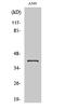 Zinc finger protein 36, C3H1 type-like 2 antibody, A05565, Boster Biological Technology, Western Blot image 