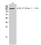 ATPase Na+/K+ Transporting Subunit Alpha 1 antibody, A00956S23-1, Boster Biological Technology, Western Blot image 