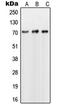 Negative Regulator Of Ubiquitin Like Proteins 1 antibody, LS-C353452, Lifespan Biosciences, Western Blot image 