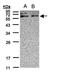 Xylulokinase antibody, orb69941, Biorbyt, Western Blot image 