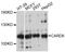 Caspase Recruitment Domain Family Member 6 antibody, LS-C748830, Lifespan Biosciences, Western Blot image 