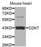 Cyclin Dependent Kinase 7 antibody, MBS126527, MyBioSource, Western Blot image 