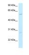 SMG9 Nonsense Mediated MRNA Decay Factor antibody, orb326442, Biorbyt, Western Blot image 