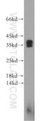 Synaptogyrin 4 antibody, 21751-1-AP, Proteintech Group, Western Blot image 