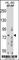 Ring Finger Protein 40 antibody, F43770-0.4ML, NSJ Bioreagents, Western Blot image 