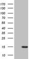 C-C Motif Chemokine Ligand 5 antibody, LS-C790890, Lifespan Biosciences, Western Blot image 