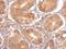 TTPA antibody, NBP2-14870, Novus Biologicals, Immunohistochemistry frozen image 