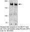 Low-density lipoprotein receptor-related protein 5 antibody, 36-5400, Invitrogen Antibodies, Western Blot image 