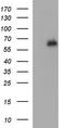 Interleukin 10 Receptor Subunit Alpha antibody, CF506932, Origene, Western Blot image 
