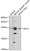 Myosin Light Chain 3 antibody, GTX33340, GeneTex, Western Blot image 